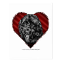Labradoodle negro con el corazón tarjetas postales