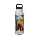 ¡Labrador - BUENA MAÑANA! Botella De Agua Reutilizable