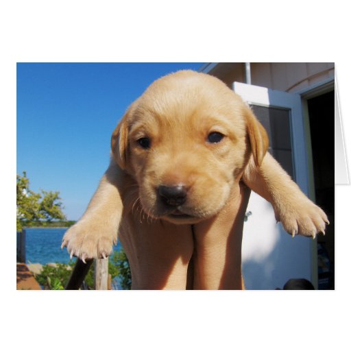 ¡Labrador - BUENA MAÑANA! Tarjeta