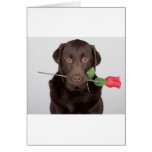 Labrador con el rosa tarjeton
