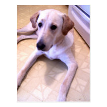 Labrador que piensa en usted postal