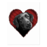 Labrador retriever con el corazón tarjetas postales