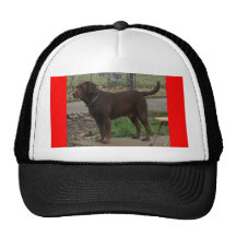labrador retriever del chocolate gorro