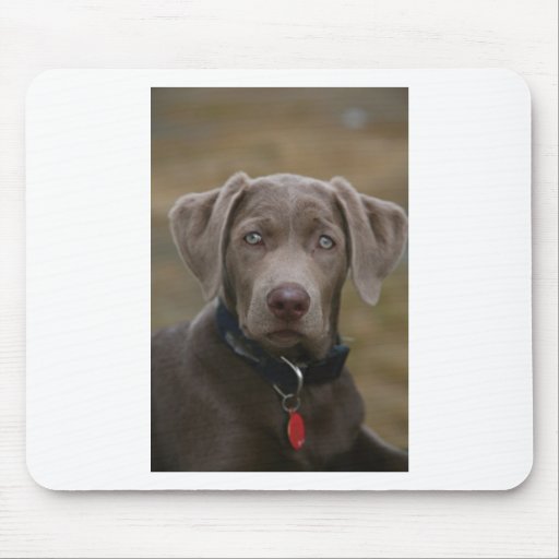 Labrador retriever en plata ligera rara tapete de raton