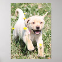 Labrador retriever poster