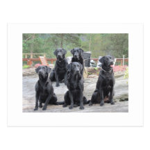 Labradors en Noruega Postal