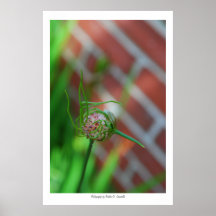 ladrillo y floración poster