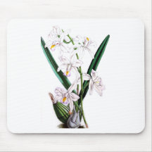 Laelia Albida, var Rosea de la orquídea Tapetes De Raton