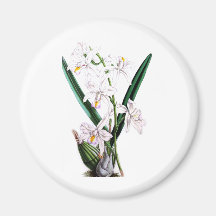 Laelia Albida, var Rosea de la orquídea Iman Para Frigorífico
