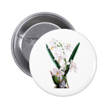 Laelia Albida, var Rosea de la orquídea Pins