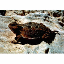 lagarto Cortocircuito-de cuernos Esculturas Fotograficas