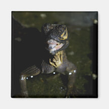 Lagarto de monitor (3) imanes de nevera