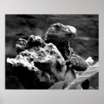 Lagarto Poster