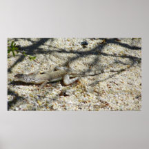 Lagarto Posters