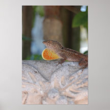 Lagarto Poster