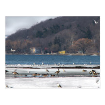 Lago Cayuga en invierno Tarjetas Postales