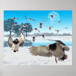 Lago duck posters