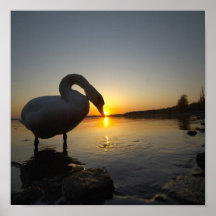 Lago y el cisne posters