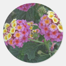 Lantana 1 pegatinas redondas