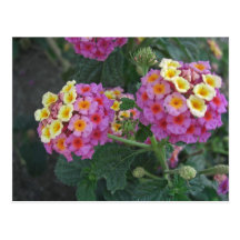Lantana 1 postales