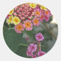 Lantana 2 etiquetas redondas