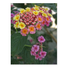 Lantana 2 postal