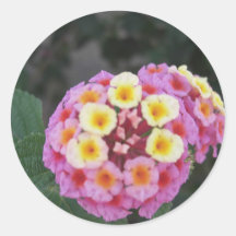 Lantana 3 etiquetas  