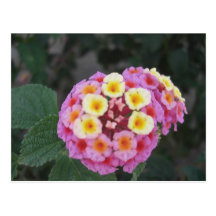 Lantana 3 postales