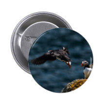 Lanzamiento del frailecillo pins