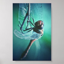 Lanzamiento macro del insecto del insecto de la fo impresiones