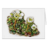 Lapponica del Diapensia Tarjeton