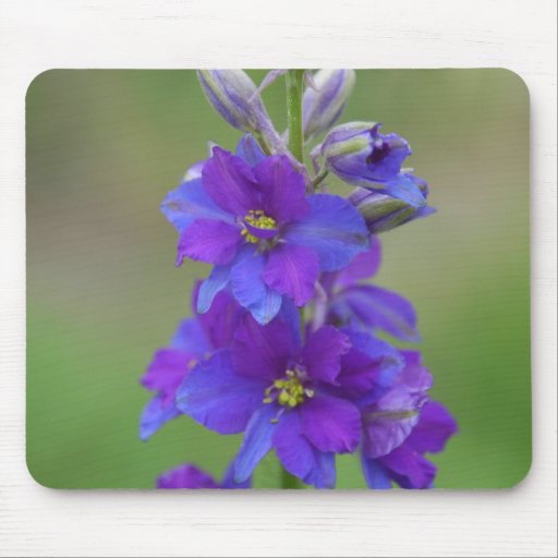 Larkspur bicolor alfombrilla de raton