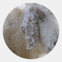 ¡Las cabras hacen frente a sonrisa! Pegatinas