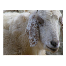 ¡Las cabras hacen frente a sonrisa! Tarjeta Postal