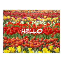 Las flores de los tulipanes de las postales de la 