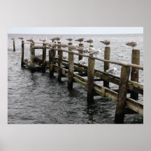 Las gaviotas de Mar Báltica Posters