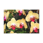 Las orquídeas amarillas y rosadas   envolvieron la lona envuelta para galerías