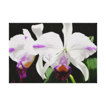 Las orquídeas envolvieron la lona lona estirada galerias