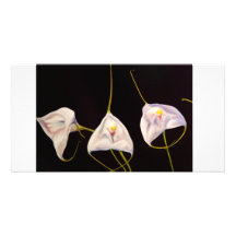 Las orquídeas toman un arco tarjetas fotográficas 
