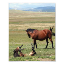 Las partes inferiores suben el caballo joven fotografias