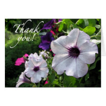 Las petunias dulces le agradecen felicitacion 