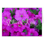 Las petunias - gracias felicitación