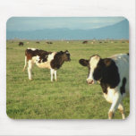 las vacas consiguieron el queso tapete de ratón