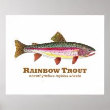 Latín de la trucha arco iris poster