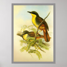 Laughingthrush Rufo-expresado Posters