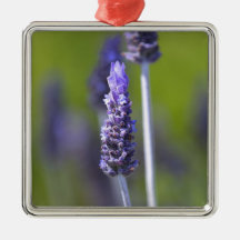 Lavanda Adorno