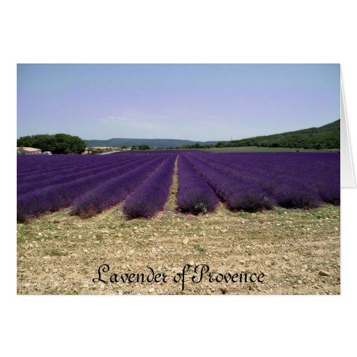 Lavanda de Provence Tarjeton