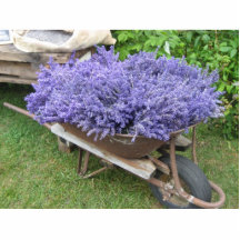 Lavanda en carretilla escultura fotográfica