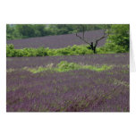 Lavanda, flores de Provence, Francia Tarjeton