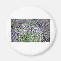 Lavanda francesa preciosa de Provence Imán De Frigorifico